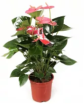 Антуриум Андреанум Джоли - Anthurium  Joli розовый D12 H35