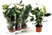 Антуриум Андреанум Кокос - Anthurium Cocos белый D12 H40