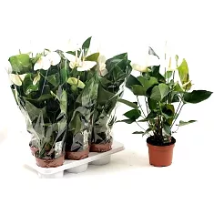 Антуриум Андреанум Кокос белый  - Anthurium Andr Cocos D12 H40