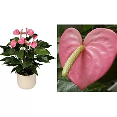 Антуриум Андреанум Алабама Розовый - Anthurium Andr Alabama Pink D30 H70