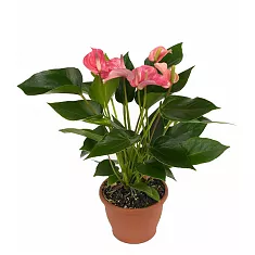 Антуриум Андреанум Леди Лов  розовый - Anthurium Andr Lady Love D15 H55
