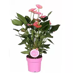 Антуриум Андреанум Пандола  розовый - Anthurium Andr Pandola D17 H60
