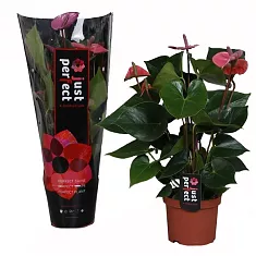 Антуриум Андреанум Флорино пурпурный - Anthurium Andr Fiorino D17 H60