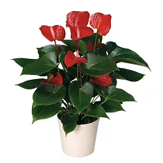 Антуриум Андреанум Принцесса Алексия Красный - Anthurium Andr Princess Ariane Red D15 H55