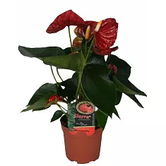 Антуриум Андреанум Бьюти Шоколад/коричневый - Anthurium Andr Chocolate Beauty D17 H60