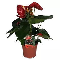 Антуриум Андреанум Алмера  красный- Anthurium Andr Almera D12 H40