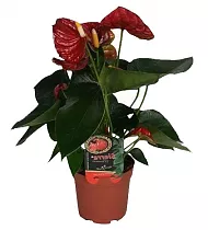 Антуриум Андреанум Алмера - Anthurium Almera красный D12 H40