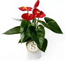 Антуриум Андреанум Чемпион Королевский - Anthurium Royal Champion красный D10 H25