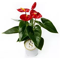 Антуриум Андреанум Чемпион Королевский красный - Anthurium Royal Champion D10 H25