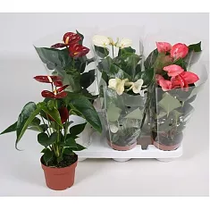 Антуриум Андреанум Алмера микс - Anthurium Andr Almera mix  D17 H60