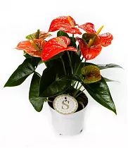 Антуриум Андреанум Чемпион Оранжевый - Anthurium  Orange Champion оранжевый D12 H35