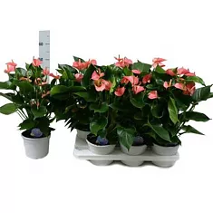 Антуриум Андреанум Аребо розовый - Anthurium Andr Arebo D15 H50