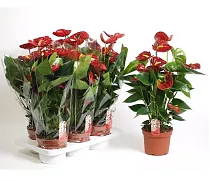 Антуриум Андреанум Веленцо - Anthurium Vilenzo красный D12 H40