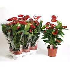 Антуриум Андреанум Веленцо красный - Anthurium Andr Vilenzo D12 H40