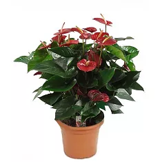 Антуриум Андреанум Аркад  розовый - Anthurium Andr Arcade D12 H35