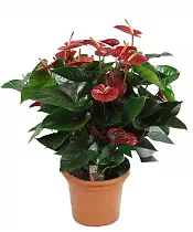 Антуриум Аркад - Anthurium Arcade розовый D12 H35