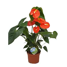 Антуриум Андреанум Чемпион Оранжевый - Anthurium Orange Champion D18 H70