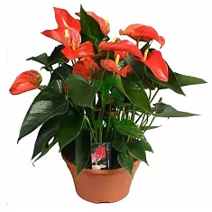 Антуриум Андреанум Матиз  ораньжевый - Anthurium Andr Matiz D17 H60