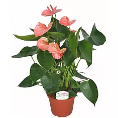 Антуриум Андреанум Аркад розовый - Anthurium Andr Arcade D12 H35
