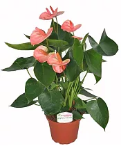 Антуриум Андреанум Аркад - Anthurium Arcade розовый D12 H35