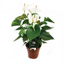 Антуриум Андреанум Бьянко Anthurium  Bianco белый D15 H50