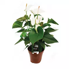 Антуриум Андреанум белый - Anthurium Andr Bianco D15 H50