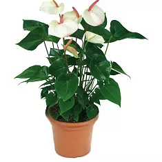 Антуриум Андреанум Аребо белый - Anthurium Andr Arebo D17 H60
