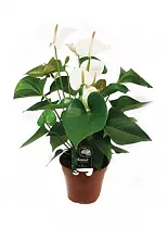 Антуриум Аркад белый - Anthurium Arcade D12 H35