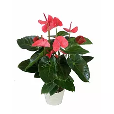 Антуриум Андреанум Принцесса Алексия розовый - Anthurium Andr Princess Alexia Glorious D15 H55