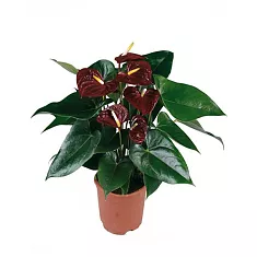 Антуриум Андреанум Бьюти Шоколад/коричневый  - Anthurium Andr Chocolate Beauty D17 H70