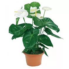 Антуриум Андреанум Бьюти Белый - Anthurium Andr Beauty White D17 H60