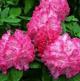 Азалия Японская - Catawbiense Germania  D17 H40