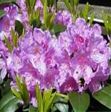 Азалия Японская - Catawbiense Grandiflorum D17 H40