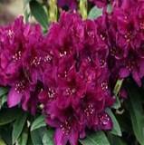 Азалия Японская - Polarnacht D17 H40