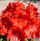 Азалия Японская -Arboreum Red Jack D17 H40