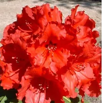 Азалия Японская -Arboreum Red Jack D17 H40