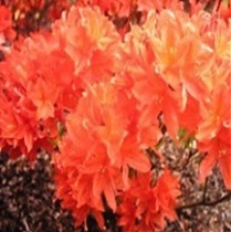 Азалия Японская - Rhododendron (AJ) Brilliant D17 H30