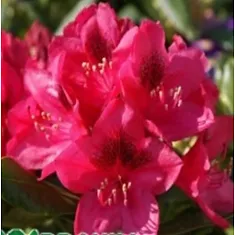 Азалия Японская -Catawbiense Nova Zembla D17 H40