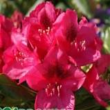 Азалия Японская -Catawbiense Nova Zembla D17 H40