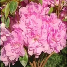 Азалия Японская - Rhododendron (AJ) Elsie Lee D17 H30