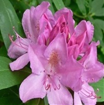Азалия Японская - Catawbiense Roseum Elegans D21 H50