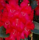 Азалия Японская - Fortunei Halfdan lem D21 H50