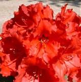 Азалия Японская - Arboreum Red jack D21 H50