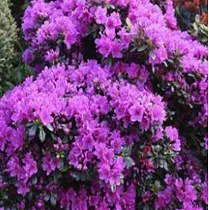 Азалия Японская - Rhododendron (AJ) Geisha Purple D17 H30