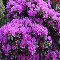 Азалия Японская - Rhododendron (AJ) Geisha Purple D17 H30