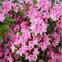 Азалия Японская - Rhododendron (AJ) Kermesina D17 H30