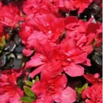 Азалия Японская - Rhododendron (AJ) Maruschka D17 H30