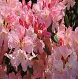 Азалия Японская - Yakushimanum Percy Wiseman D17 H40