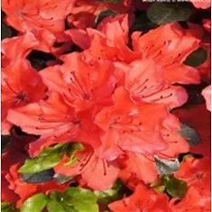 Азалия Японская - Rhododendron (AJ) Geisha Purple D17 H30