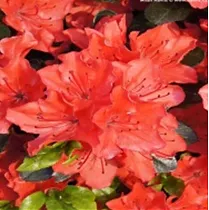 Азалия Японская - Rhododendron (AJ) Geisha Purple D17 H30
